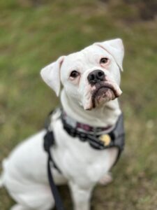 Pet Image